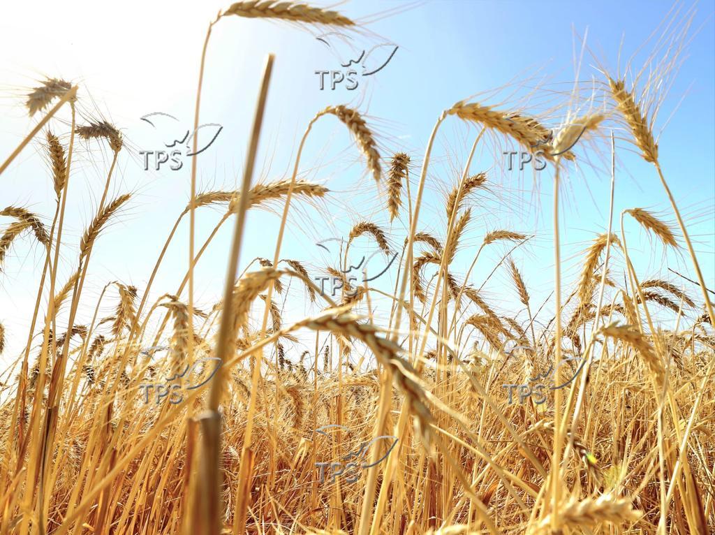 Shavuot Holiday